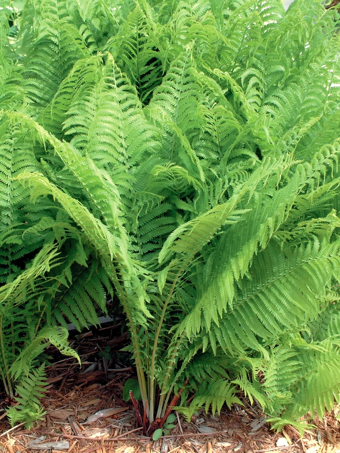fern ostrich matteuccia struthiopteris plant king plants hardy ferns garden perennial godzilla painted shade next container inch sleppy rachel native