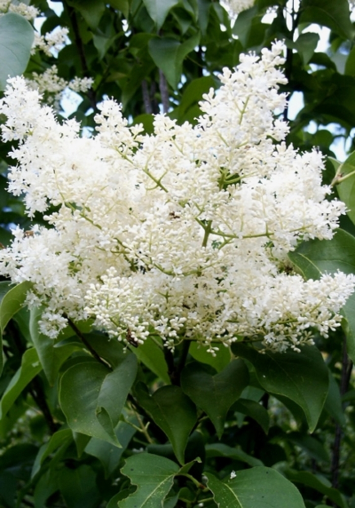 Japanese Lilac Tree - Syringa reticulata 'Ivory Silk' from Gateway Garden Center
