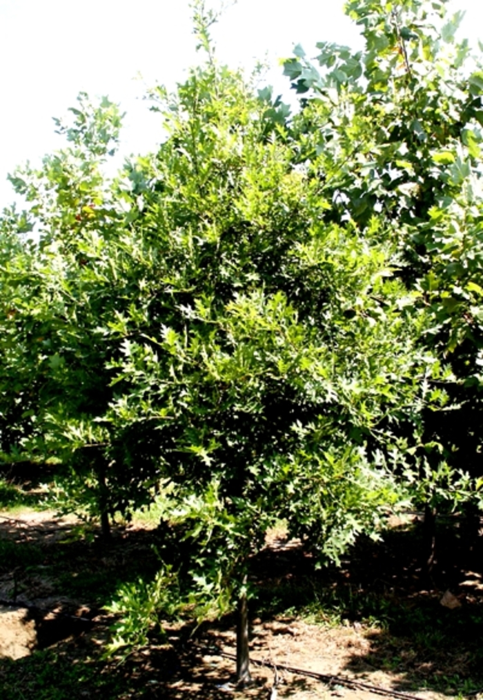 Willow Oak - Quercus phellos from Gateway Garden Center