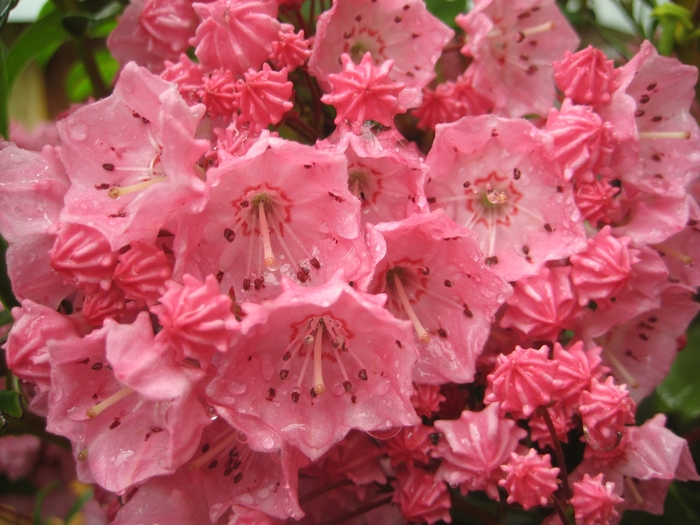 Pink Mountain Laurel - Kalmia latifolia 'Pink Charm' from Gateway Garden Center