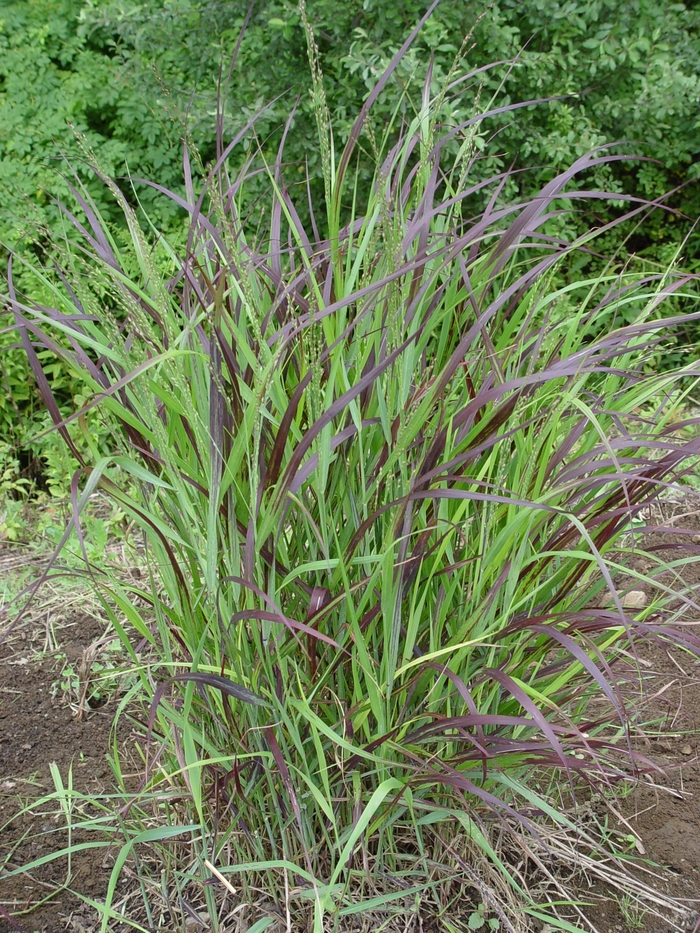 Switch Grass - Panicum virgatum 'Shenandoah' from Gateway Garden Center