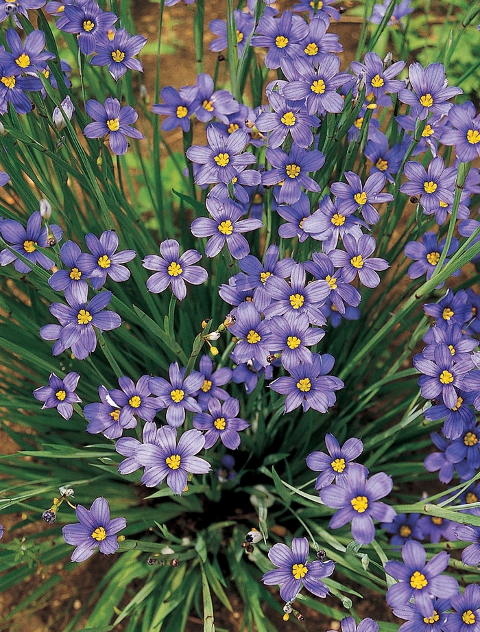 Lucerne Blue-Eyed Grass - Sisyrinchium angustifolium 'Lucerne' from Gateway Garden Center