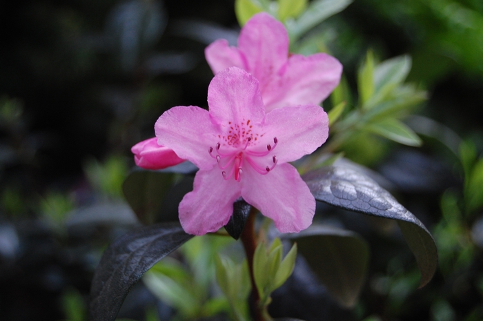 PJM Rhododendron - Rhododendron x 'Olga Mezitt' from Gateway Garden Center