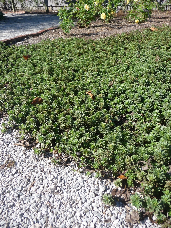 Kamtschatka Stonecrop - Sedum kamtschaticum from Gateway Garden Center