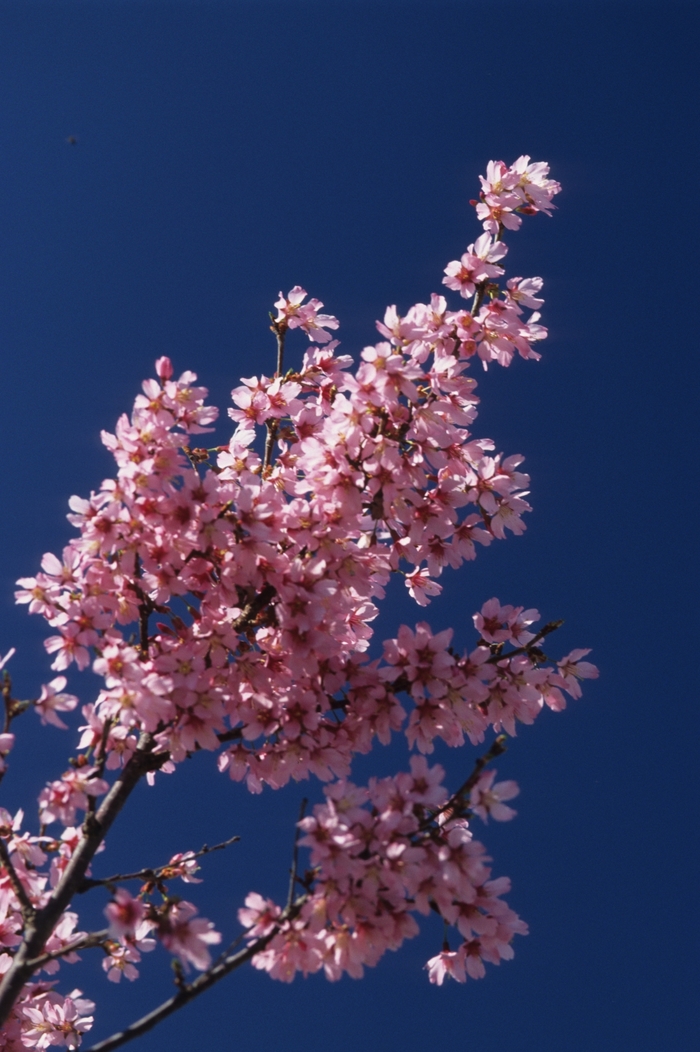Okame Cherry - Prunus x 'Okame' from Gateway Garden Center