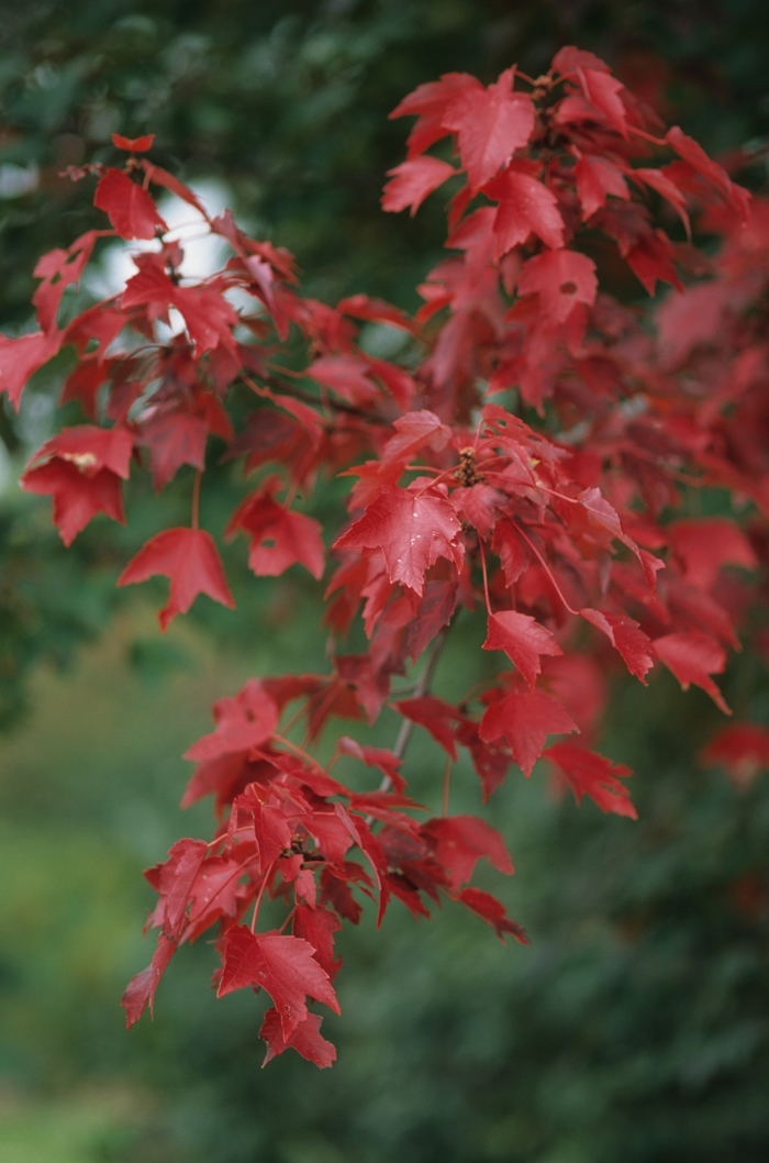 Autumn Flame Maple - Acer rubrum 'Autumn Flame' from Gateway Garden Center