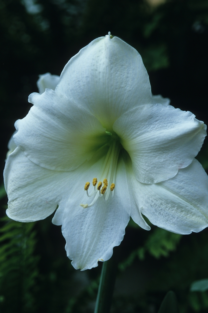 White Peruvian Amaryllis - Amaryllis 'Denver' from Gateway Garden Center