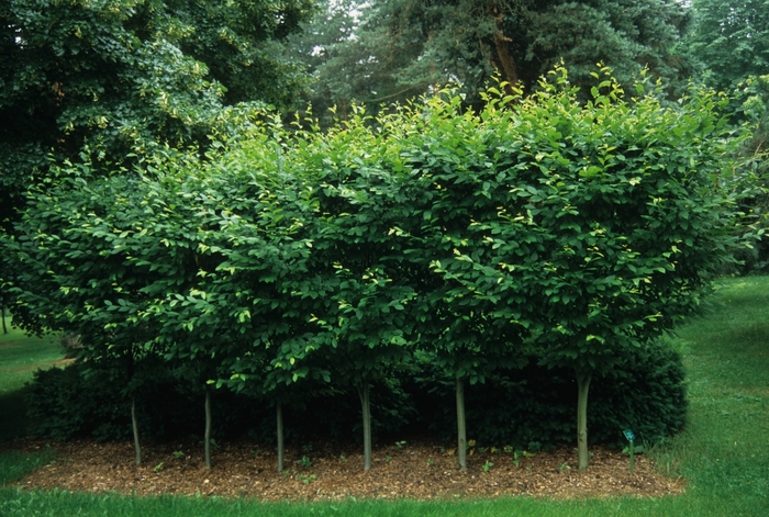 Pyramidal European Hornbeam - Carpinus betulus 'Fastigiata' from Gateway Garden Center
