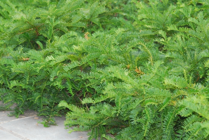 Prostrate Japanese Plum Yew - Cephalotaxus harringtonia 'Prostrata' from Gateway Garden Center