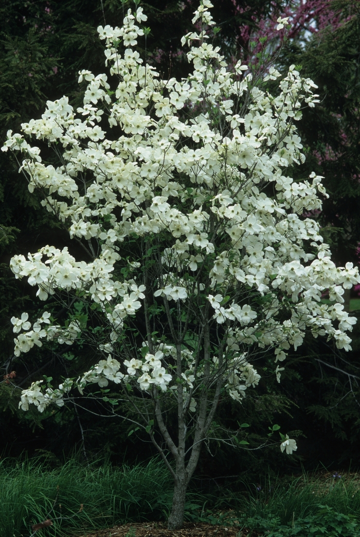 Flowering Dogwood - Cornus florida from Gateway Garden Center