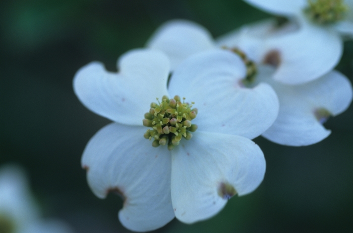 Flowering Dogwood - Cornus florida 'Plena' from Gateway Garden Center