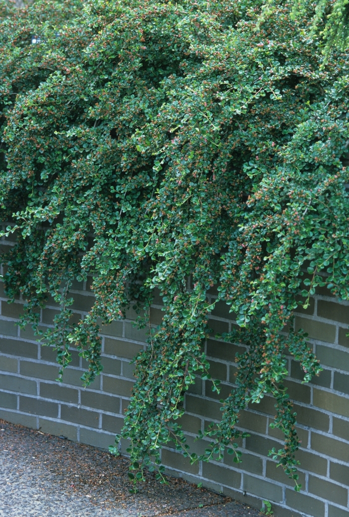 Cranberry Cotoneaster - Cotoneaster apiculatus from Gateway Garden Center