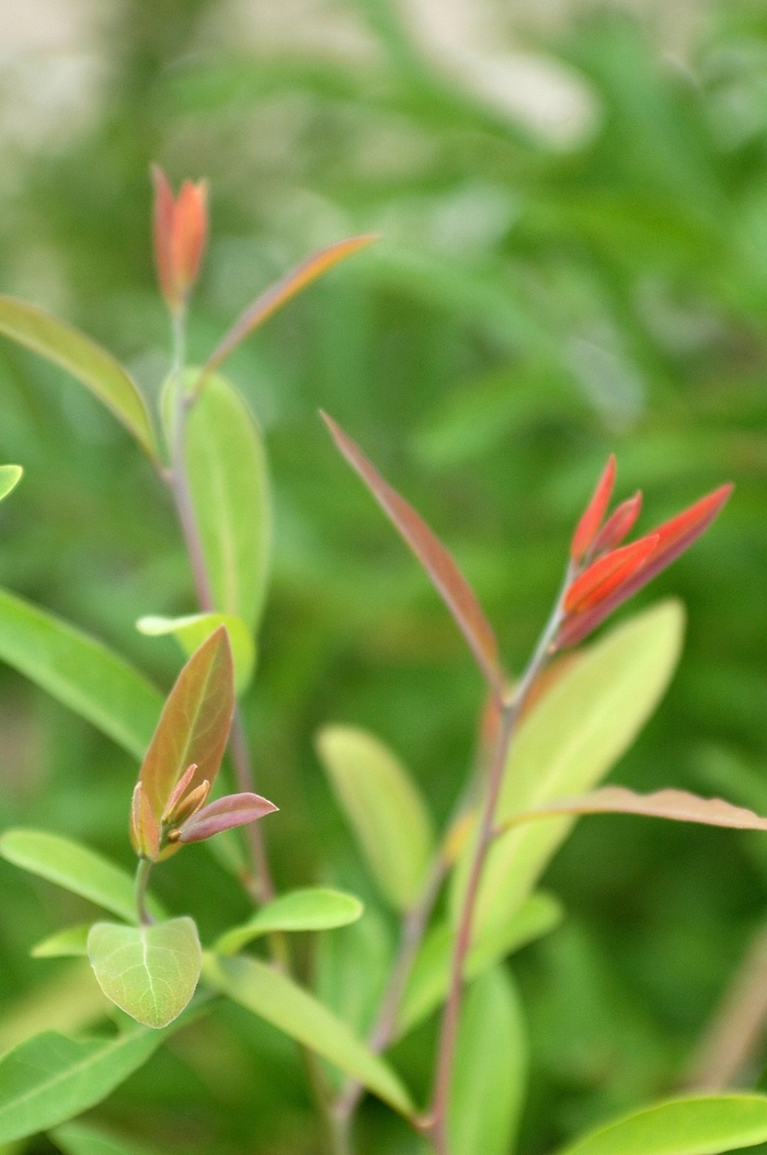 Oriental Spicebush - Lindera glauca 'Salisifolia' from Gateway Garden Center