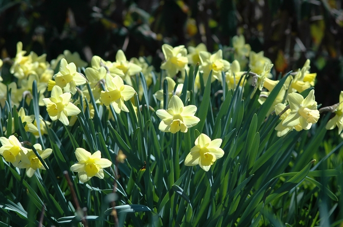 Moonlight Sensation Daffodil - Narcissus 'Moonlight Sensation' from Gateway Garden Center