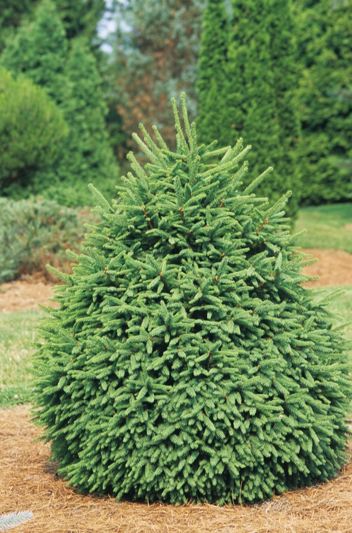 Norway Spruce - Picea abies 'Clanbrassiliana Stricta' from Gateway Garden Center