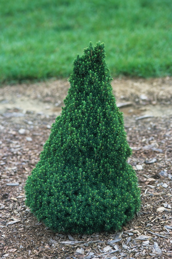 Dwarf Alberta Spruce - Picea glauca 'Jean's Dilly' from Gateway Garden Center