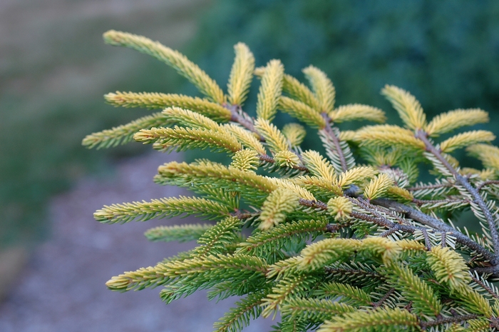 Oriental Spruce - Picea orientalis 'Skylands' from Gateway Garden Center