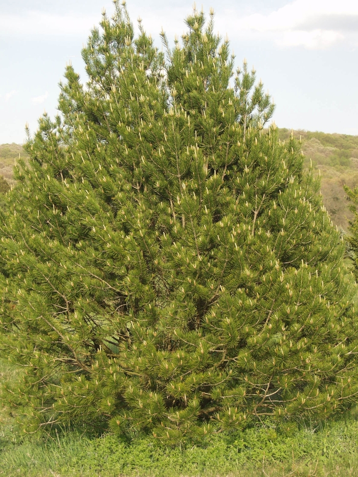 Lacebark Pine - Pinus bungeana from Gateway Garden Center