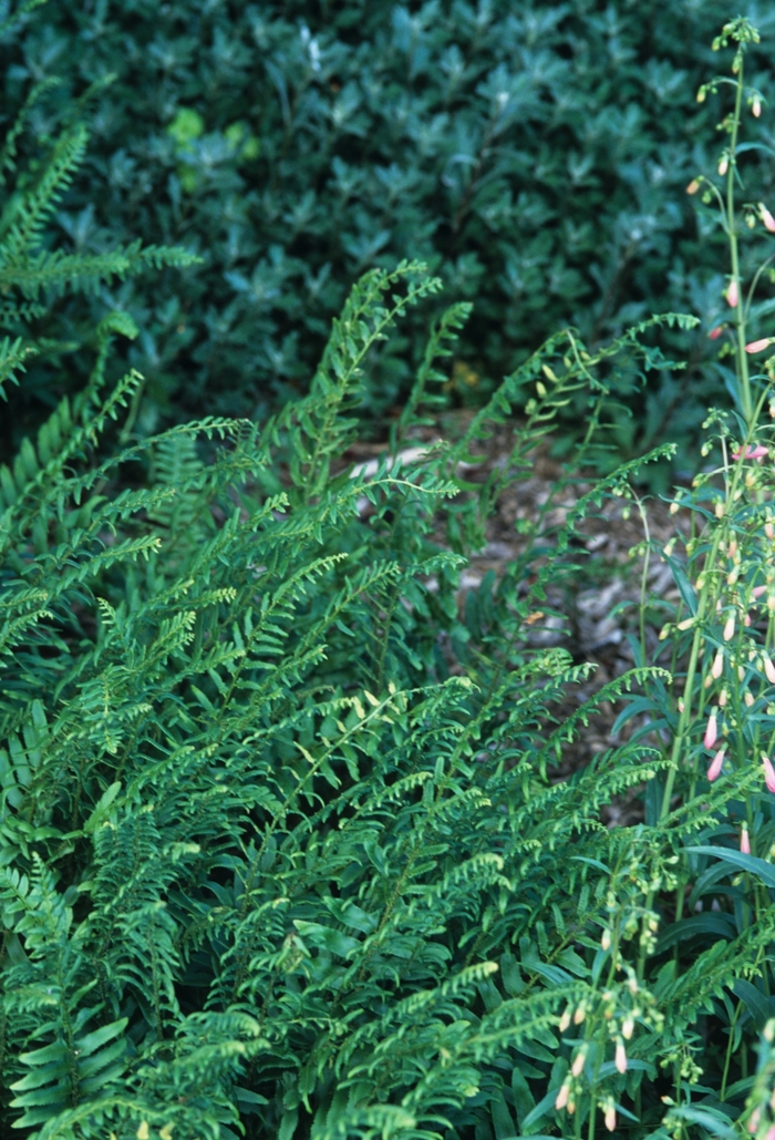 Christmas Fern - Polystichum acrostichoides from Gateway Garden Center