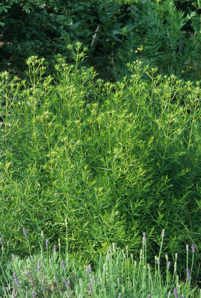 Slender Mountain Mint - Pycnanthemum tenuifolium from Gateway Garden Center
