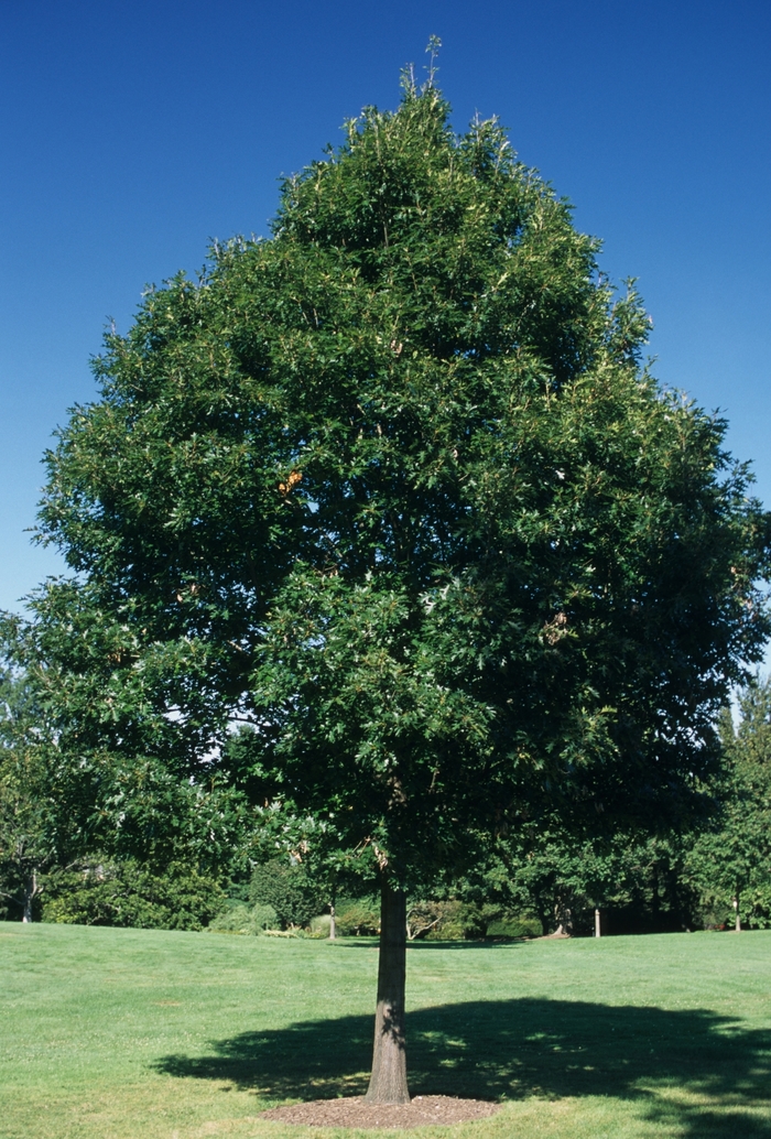 Northern Red Oak - Quercus rubra from Gateway Garden Center
