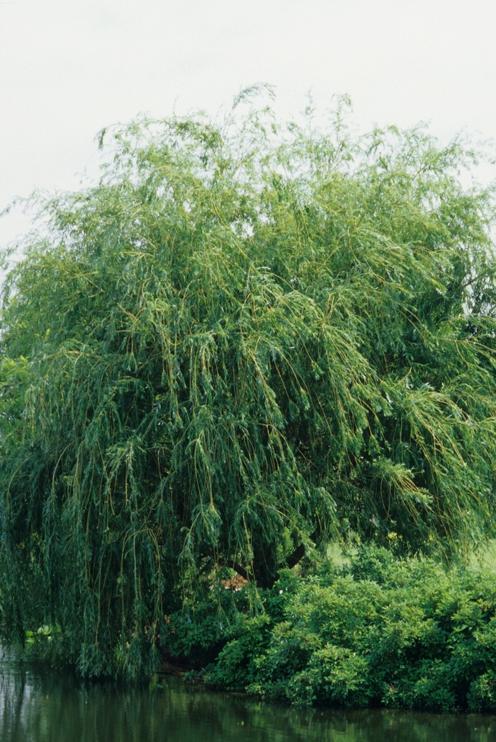 Golden Weeping Willow - Salix alba 'Tristis' from Gateway Garden Center