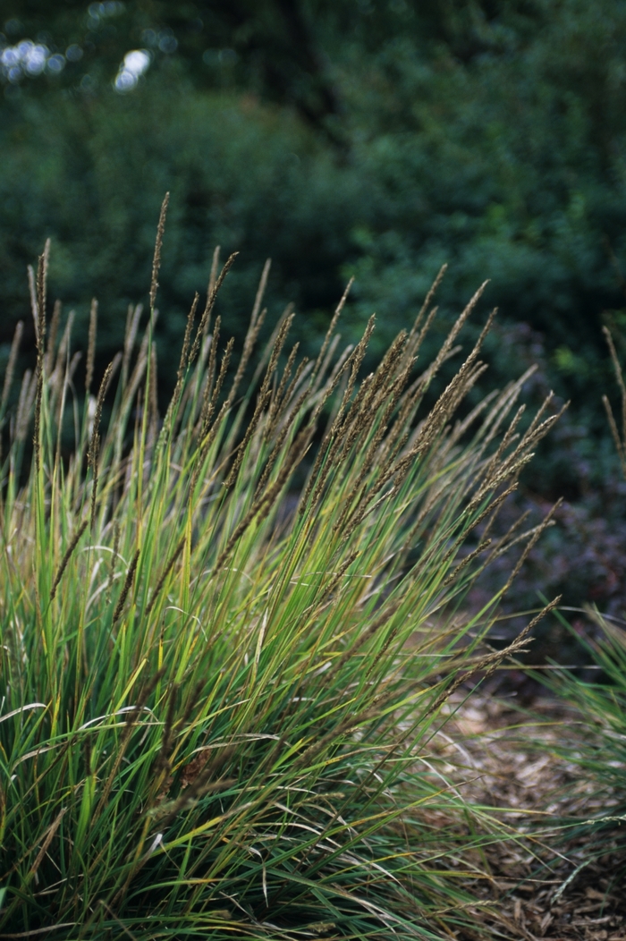 Autumn Moor Grass - Sesleria autumnalis from Gateway Garden Center