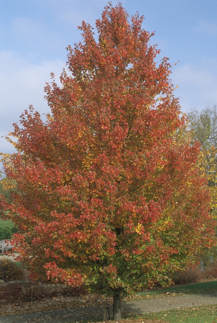 Red Sunset Maple - Acer rubrum from Gateway Garden Center