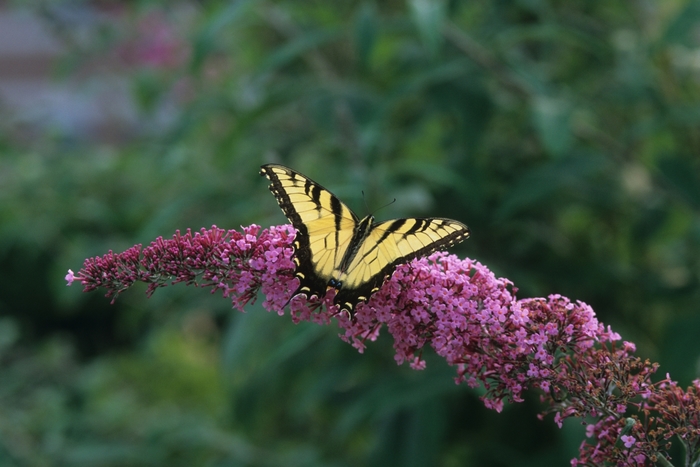 Butterfly Bush - Buddleia hybrid 'Pink Delight' from Gateway Garden Center