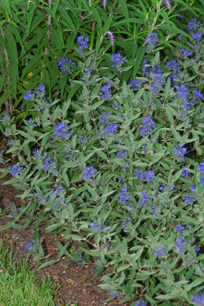 Blue Mist Shrub - Caryopteris x clandonensis 'Longwood Blue' from Gateway Garden Center