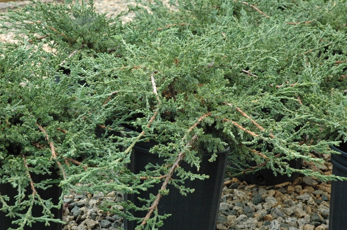 Sargent juniper - Juniperus chinensis 'Sargentii' from Gateway Garden Center