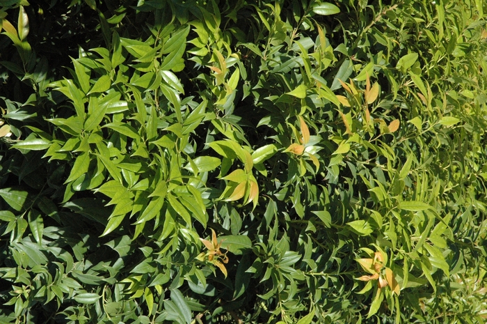 Fetterbush - Agarista populifolia from Gateway Garden Center