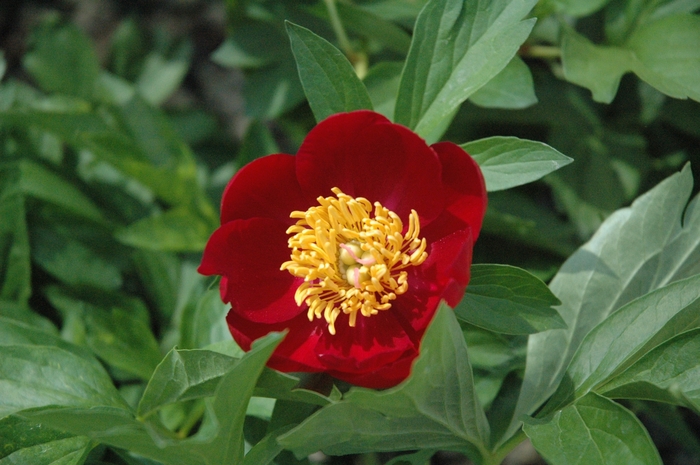 'Scarlet O'Hara' - Paeonia hybrid from Gateway Garden Center
