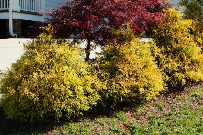 Golden Mop False Cypress - Chamaecyparis pisifera 'Golden Mop' from Gateway Garden Center