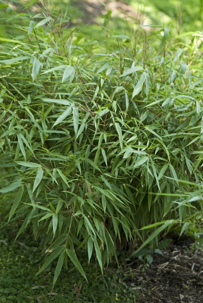 Bamboo - Fargesia rufa 'Green Panda™ ' from Gateway Garden Center