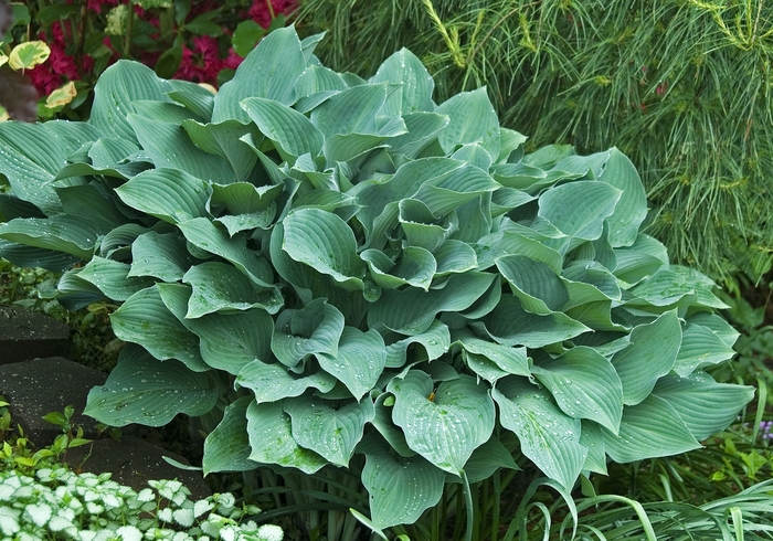 Plantain Lily 'Krossa Regal' - Hosta 'Krossa Regal' from Gateway Garden Center