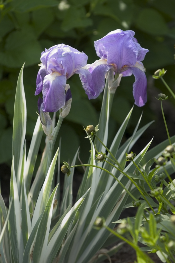 Sweet Iris - Iris pallida from Gateway Garden Center