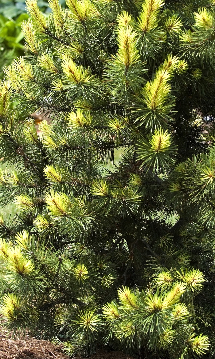 Lodgepole Pine - Pinus contorta 'Taylor's Sunburst' from Gateway Garden Center