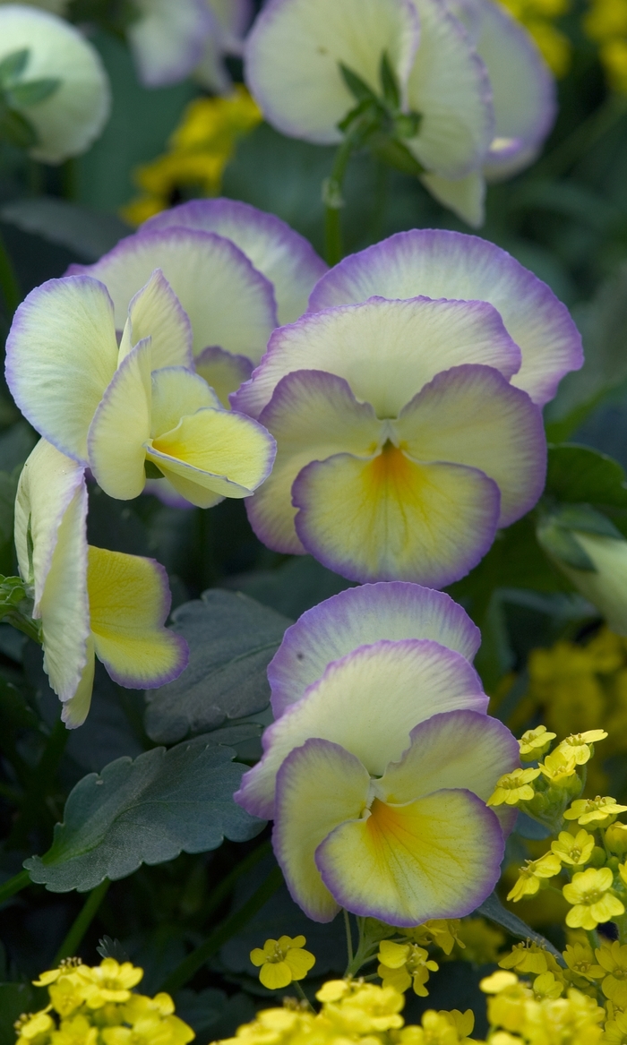 'Etain' - Viola cornuta from Gateway Garden Center