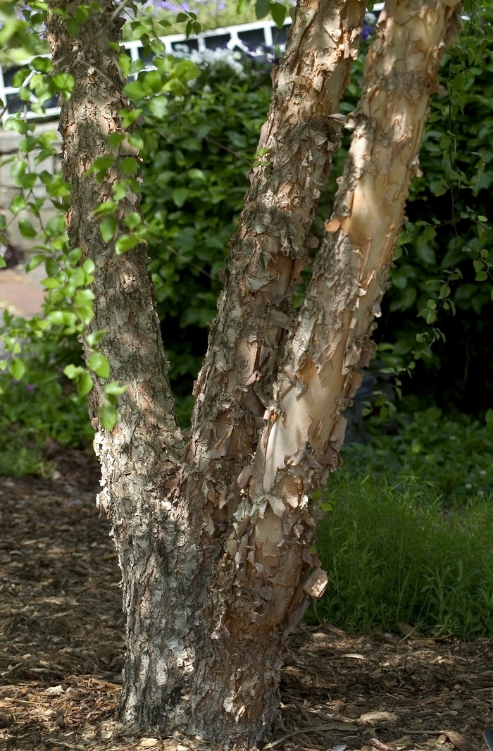 River Birch - Betula nigra from Gateway Garden Center