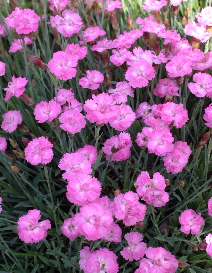 Tiny Rubies Mini Pinks - Dianthus 'Tiny Rubies' from Gateway Garden Center