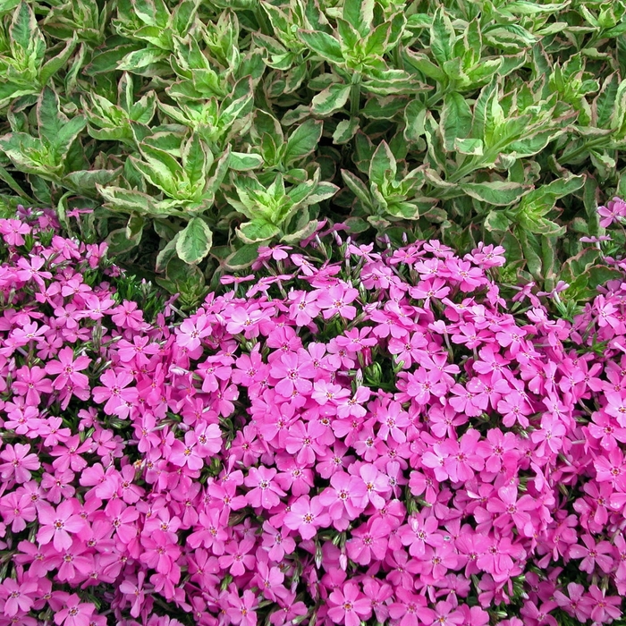  'Emerald Pink' - Phlox subulata from Gateway Garden Center