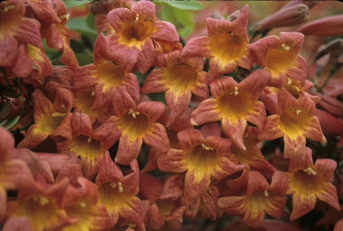 'Tangerine Beauty' Crossvine - Bignonia capreolata from Gateway Garden Center