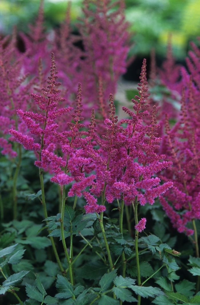 Vision in Red Astilbe - Astilbe chinensis 'Vision in Red' from Gateway Garden Center