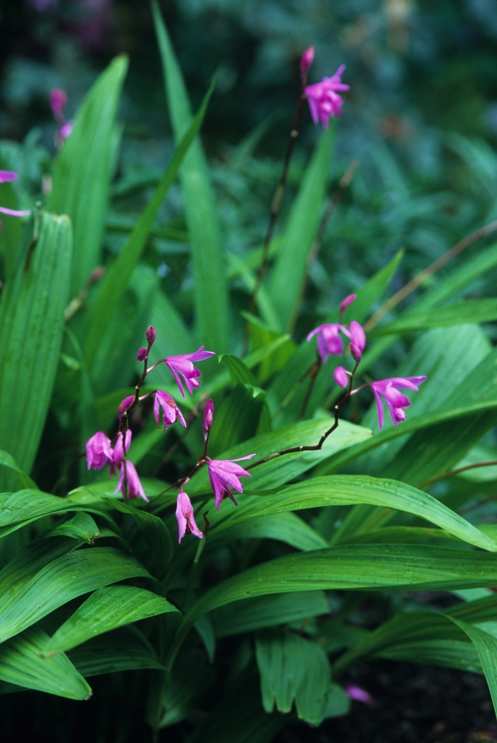 Variegated Chinese Ground Orchid - Bletilla striata 'Variegata' from Gateway Garden Center