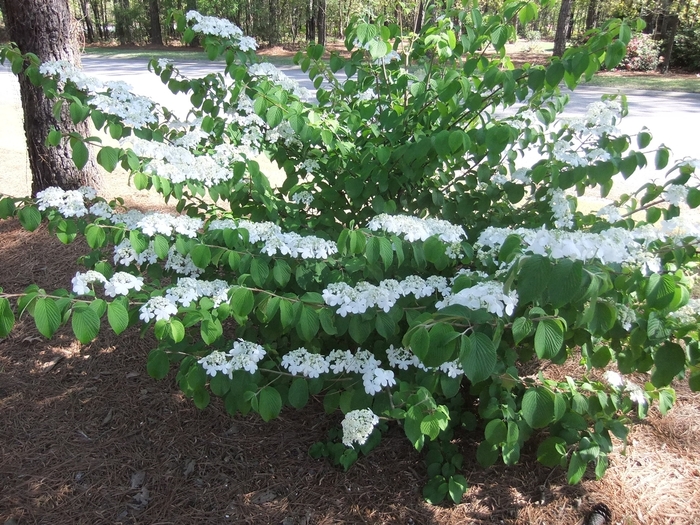 Doublefile Viburnum - Viburnum plicatum v. tomentosum 'Shasta' from Gateway Garden Center