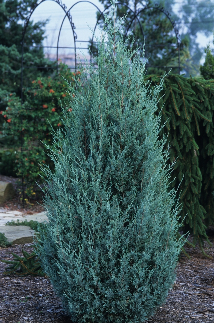 Wichita Blue Juniper - Juniperus scopulorum 'Wichita Blue' from Gateway Garden Center