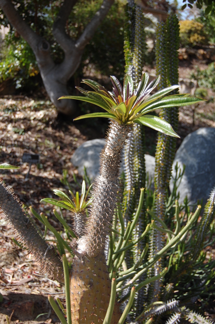 Madagascar Palm - Pachypodium lamerei from Gateway Garden Center