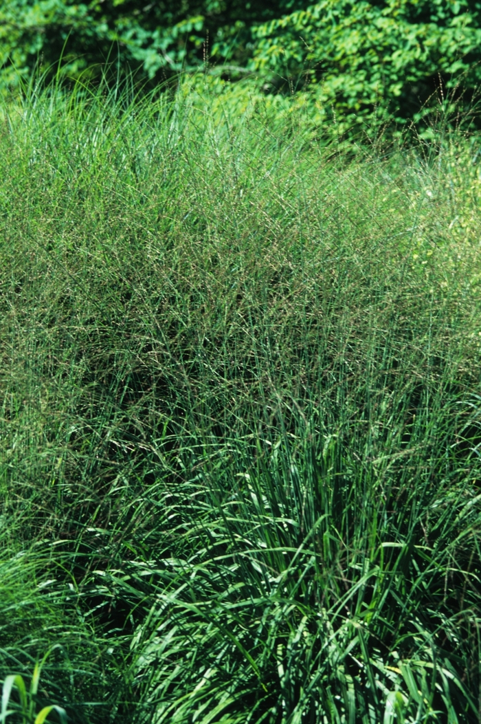 Bergfreund Tall Moor Grass - Molinia caerulea ssp. arundinacea 'Bergfreund' from Gateway Garden Center
