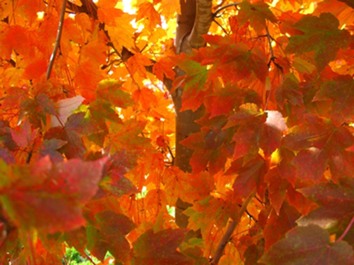October Glory Red Maple - Acer rubrum 'October Glory' from Gateway Garden Center